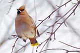 Waxwing On A Branch_05275